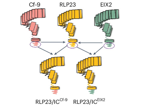 Nat Biotechnol: Engineered pattern recognition receptors enhance broad-spectrum plant resistance (2025) | Publications from The Sainsbury Laboratory | Scoop.it