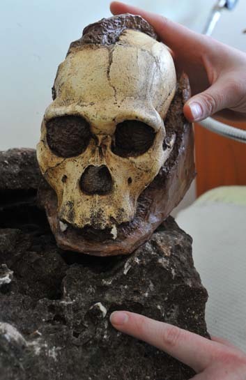 2 million-year-old Australopithecus sediba skeleton found in  South Africa | Amazing Science | Scoop.it