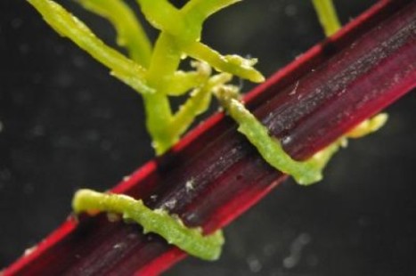 Genomic-scale exchange of mRNA between a parasitic plant and its hosts | Genetics - GEG Tech top picks | Scoop.it