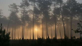 Amazonie landaise : nos 5 conseils pour explorer la côte landaise sans galérer - ici | Landes - Conseils municipaux & communautaires | Scoop.it