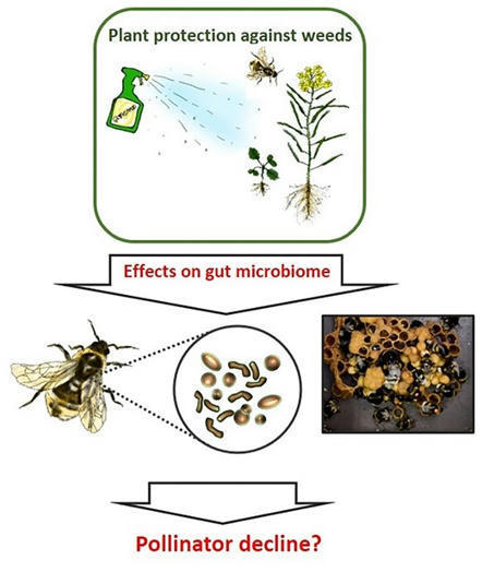 Le glyphosate et un herbicide à base de glyphosate affectent le microbiote intestinal des bourdons | EntomoNews | Scoop.it