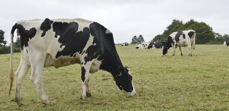 Marchés laitiers : « La vente de poudre maigre empêche la reprise du prix du lait » | Lait de Normandie... et d'ailleurs | Scoop.it