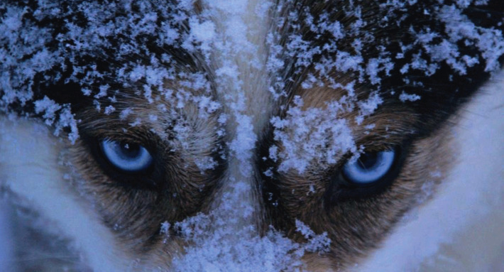 Leaders Who Hunt as a Pack | Family Office & Billionaire Report - Empowering Family Dynasties | Scoop.it