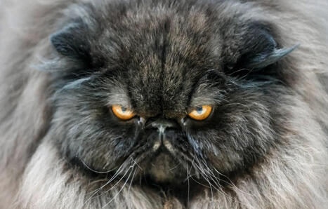 Bien-&ecirc;tre animal&nbsp;: L&rsquo;Union europ&eacute;enne vote la fin des mutilations et de la consanguinit&eacute; pour les chats et les chiens | Biodiversit&eacute; - @ZEHUB on Twitter | Scoop.it