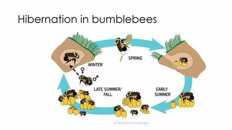 Unveiling the submerged secrets: bumblebee queens' resilience to flooding | EntomoScience | Scoop.it