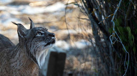 Biodiversité : en Espagne, le lynx sauvé de l'extinction par un programme d'élevage en captivité | Histoires Naturelles | Scoop.it