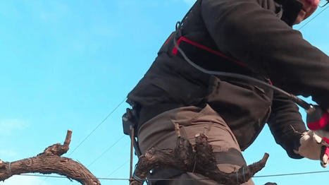 Agriculture : exp&eacute;rimentation d'exosquelettes dans les vignes pour la sant&eacute; des ouvriers - France TV info | Pour innover en agriculture | Scoop.it