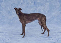 Palm Beach pup stake continues | Greyhound Racing | Scoop.it