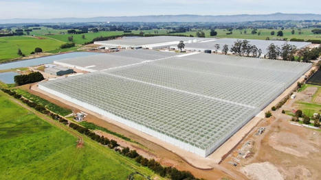 Nation's largest glasshouse operation growing vegetables hydroponically, still a family affair - ABC News | Stage 5 Sustainable Biomes | Scoop.it
