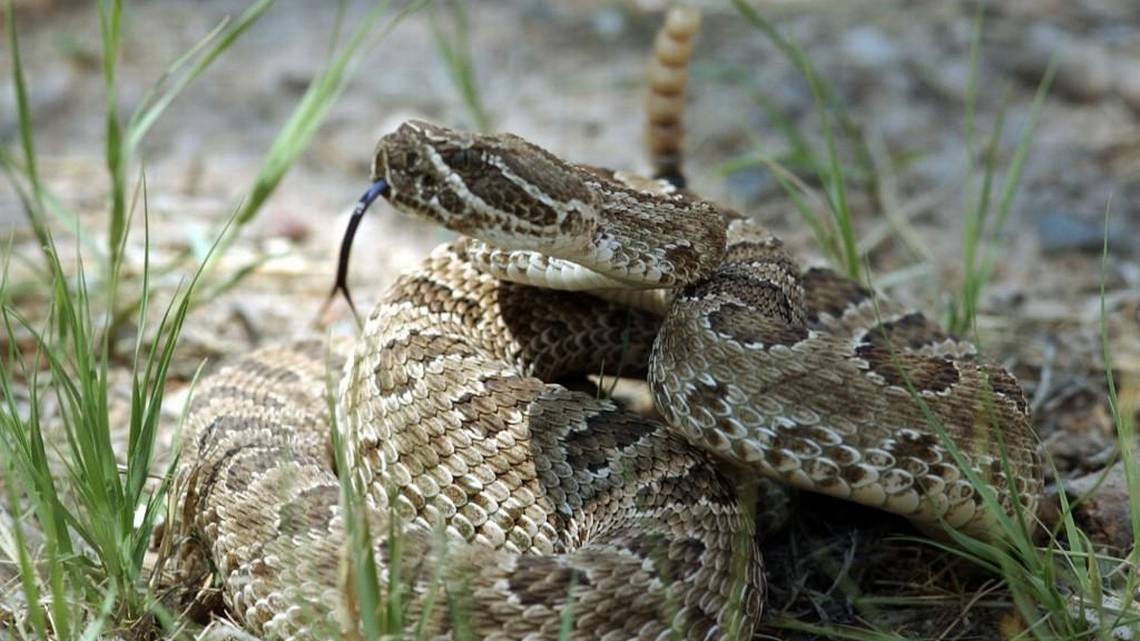 Snake season in North Texas is here. Do you kno...