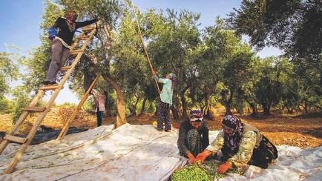 Traditional TURKISH Olive Cultivation Practices Recognized by UNESCO | CIHEAM Press Review | Scoop.it