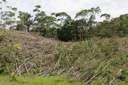 Des téléphones portables pour lutter contre la déforestation | Economie Responsable et Consommation Collaborative | Scoop.it