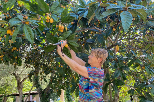 Pour éviter le gaspillage alimentaire, ils cueillent le trop plein de fruits chez les particuliers