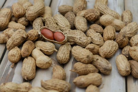 What Is Happening with Peanut Allergy Guidelines? Tough nut to crack for parents and pediatricians | Allergy (and clinical immunology) | Scoop.it