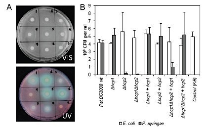J Bacteriology: Hcp2, a secreted protein of the phytopathogen Pseudomonas syringae pv. tomato DC3000, is required for competitive fitness against bacteria and yeasts (2012) | Plants and Microbes | Scoop.it