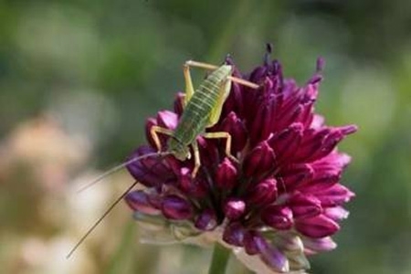 Sortie de découverte des Orthoptères de la reculée des Planches (Arbois) | Variétés entomologiques | Scoop.it