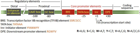 Advances in promoter engineering strategies for enhanced recombinant protein expression in plants | frn | RMH | Scoop.it