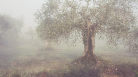 Scientists Identify XYLELLA-Tolerant Olive Varieties and Test Heat Treatments | CIHEAM Press Review | Scoop.it