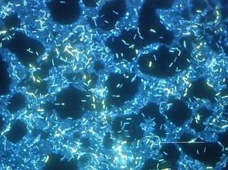 Protochlean : pour des biocides efficaces contre les biofilms | Innovation Agro-activités et Bio-industries | Scoop.it