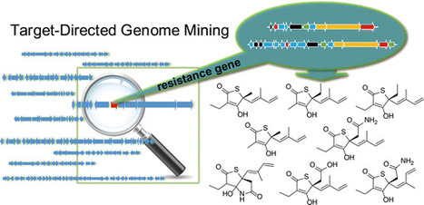 Identification of Thiotetronic Acid Antibiotic Biosynthetic Pathways by Target-directed Genome Mining | Natural Products Chemistry Breaking News | Scoop.it
