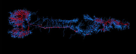 Worm 'Brain' Uploaded Into Lego Robot By Jason Dorrier on singularityhub - #innovation | Digital #MediaArt(s) Numérique(s) | Scoop.it