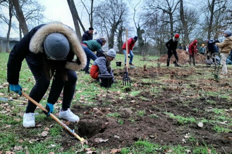 Cent arbres s'enracinent pour rafraîchir cette ville du Val-d'Oise | Val-d'Oise : Aménagement et urbanisme | Scoop.it