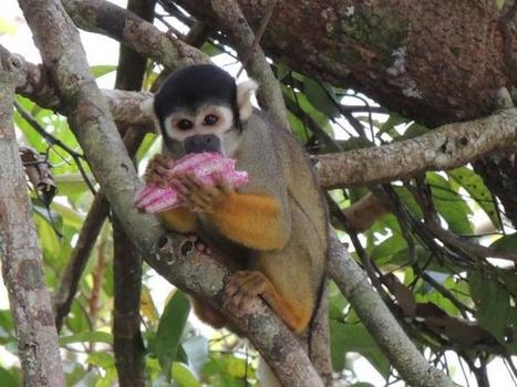 Endangered monkeys in the Amazon are more diverse than previously thought, study finds | RAINFOREST EXPLORER | Scoop.it