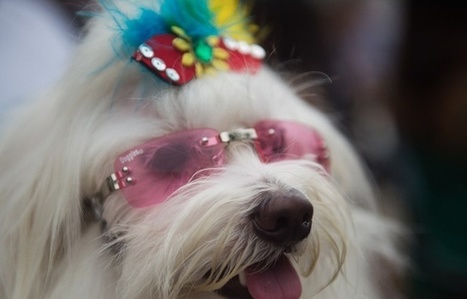 Brésil : A Copacabana, les chiens aussi ont droit à leur carnaval | KILUCRU | Scoop.it