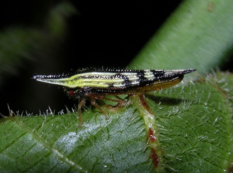 16 - … en graines… | EntomoScience | Scoop.it