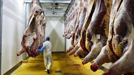 La crise de l'élevage menace de fermeture près de 30 % des abattoirs | Actualité Bétail | Scoop.it