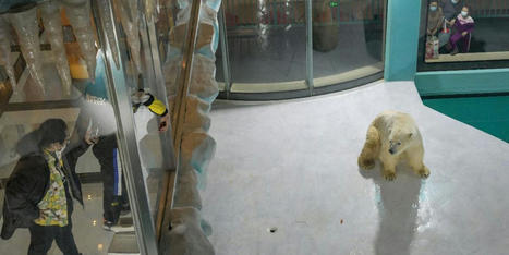 New Polar Bear Hotel Criticized for Animal Cruelty - EcoWatch.com | Agents of Behemoth | Scoop.it