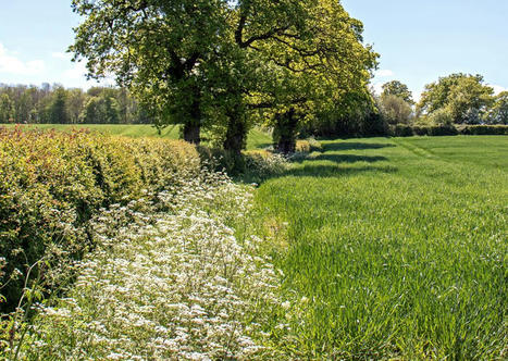 Agriculture et biodiversité : un rapport propose des mesures pour enrayer la disparition des haies | Banque des territoires | La SELECTION du Web | CAUE des Vosges - www.caue88.com | Scoop.it