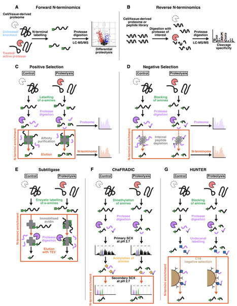 Advances in degradomics technologies to assess proteolytic cleavage events | ccb | RMH | Scoop.it