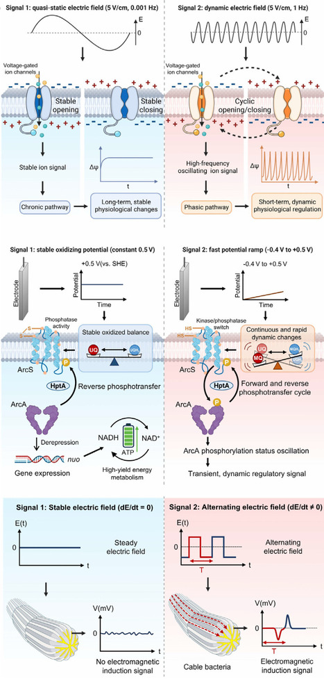 Microbial electrosensing: wiring ecology to biotechnology | tin | RMH | Scoop.it