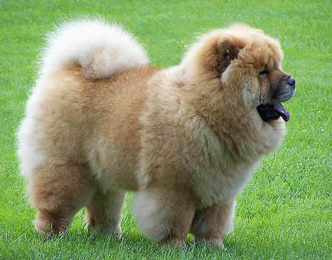 chien nounours