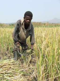 Agriculture, le vent est en train de tourner | Questions de développement ... | Scoop.it