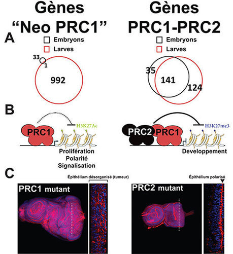 Découverte chez la drosophile d’un nouveau mécanisme épigénétique à l’origine d’une activité anti-tumorale  | EntomoNews | Scoop.it