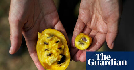 FOOD: Could pawpaw, the US-native fruit, become the new kiwi or mango?  | ALIMENTATIONS | Scoop.it