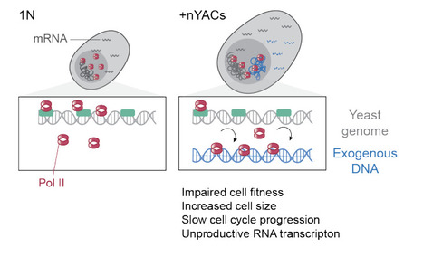 Non-coding DNA dictates cell size and impairs fitness by sequestering RNA polymerase | brvsys | RMH | Scoop.it