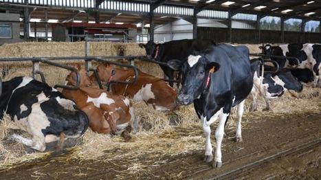 Evolution : « Génosanté, un partenariat pour la santé productive des vaches » | Lait de Normandie... et d'ailleurs | Scoop.it