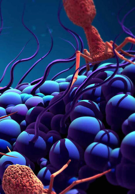 Role of Phage Therapy in COVID-19 Infection: Future Prospects | IntechOpen | Mucosal Immunity | Scoop.it
