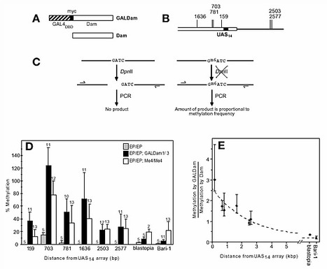 Identification of in vivo DNA targets of chromatin proteins using tethered Dam methyltransferase | RMH | Scoop.it
