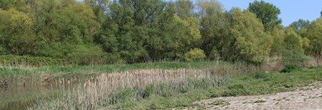 Loire-Atlantique. En&rsquo;qu&ecirc;te de plantes : quatre jeux de piste sur smartphone | Biodiversit&eacute; | Scoop.it