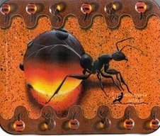 Dictionnaire amoureux des fourmis | Insect Archive | Scoop.it