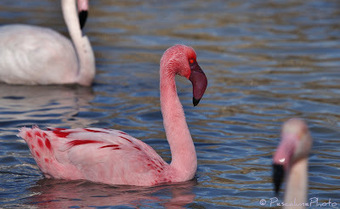 Pescalune Photo: Flamant nain (Phoenicopterus minor), Lesser Flamingo | Camargue Nature | Scoop.it