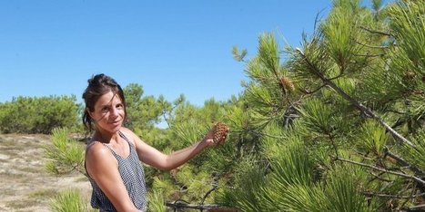 Cap-Ferret : des cosmétiques à base de pommes de pin | La sélection d'ADI | Scoop.it