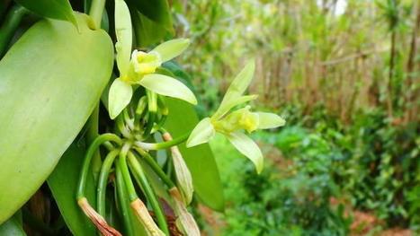 Vanille : pr&eacute;dation et agro-&eacute;cologie &agrave; Madagascar | EntomoScience | Scoop.it
