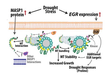Protein Phosphatase 2Cs and Microtubule-Associated Stress Protein 1 Control Microtubule Stability, Plant Growth, and Drought Response | The Plant Cell | Scoop.it