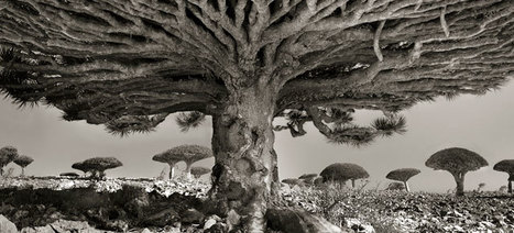 Photographies of World’s Oldest Trees | 16s3d: Bestioles, opinions & pétitions | Scoop.it