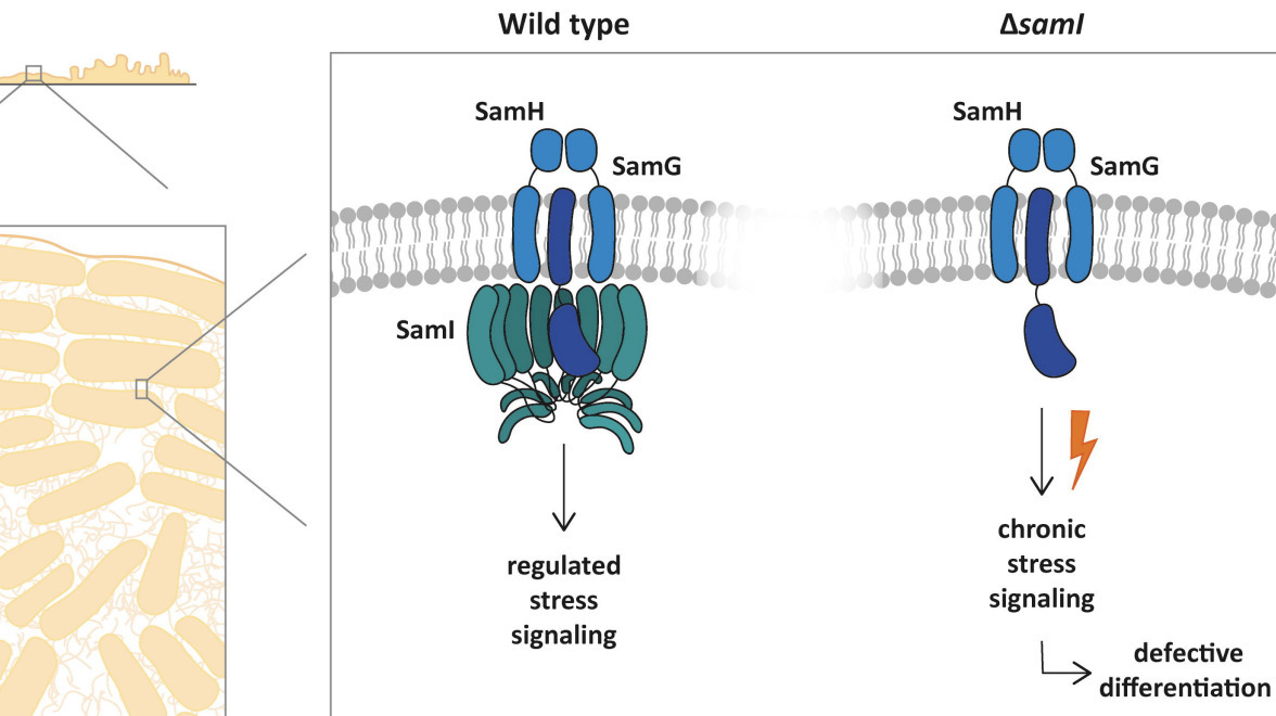 An SPFH Protein Couples Membrane Stress to Diff...